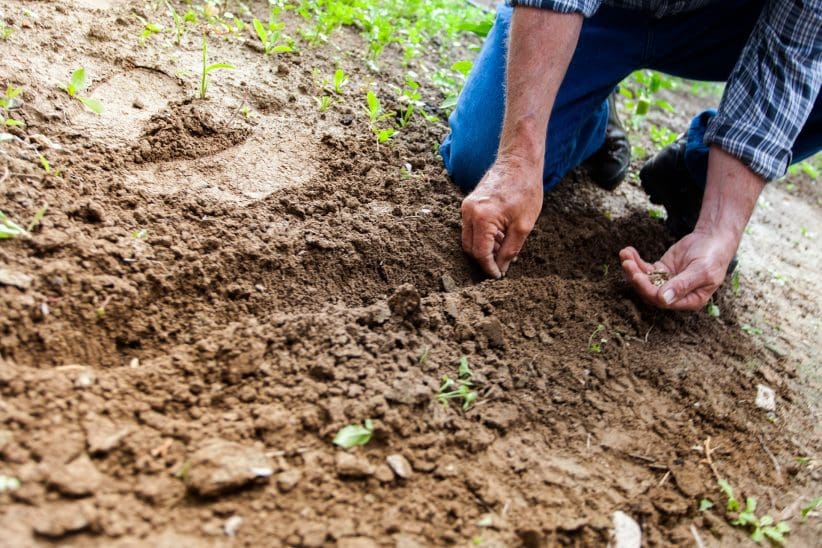 soil-2561136_1920