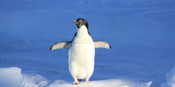 penguin-56101_1920