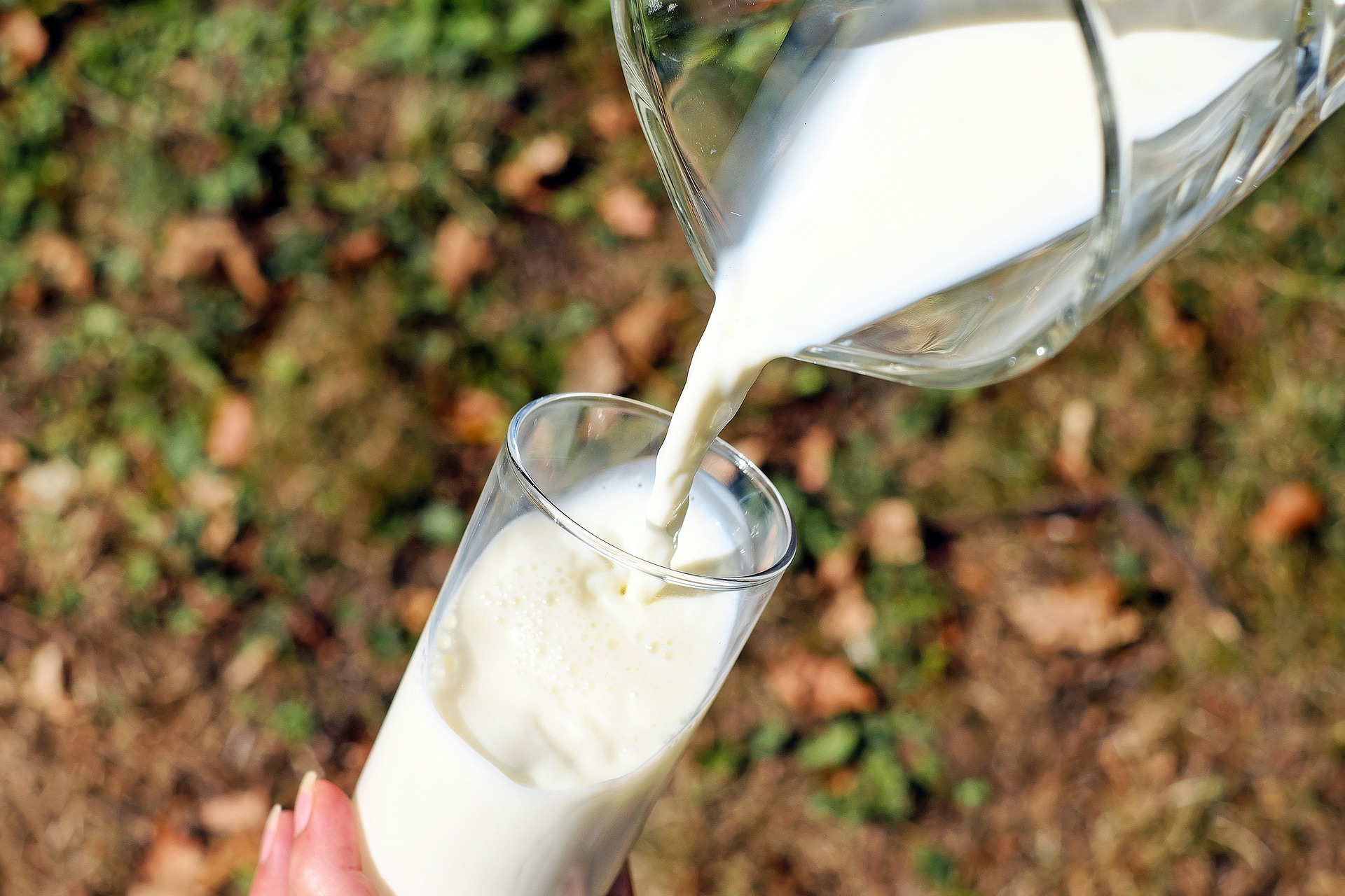 Danas je Svjetski dan mlijeka: Gotovo 90 posto Hrvata konzumira mlijeko