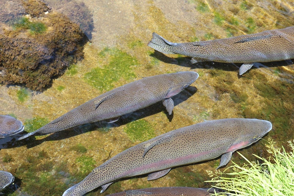 Otuđili matice potočne pastrve