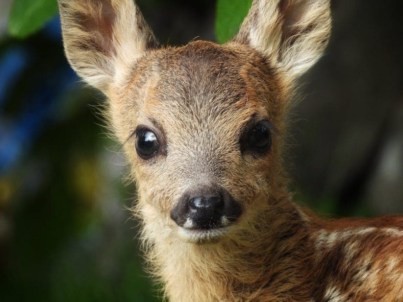 Davorin Jurković_Lane