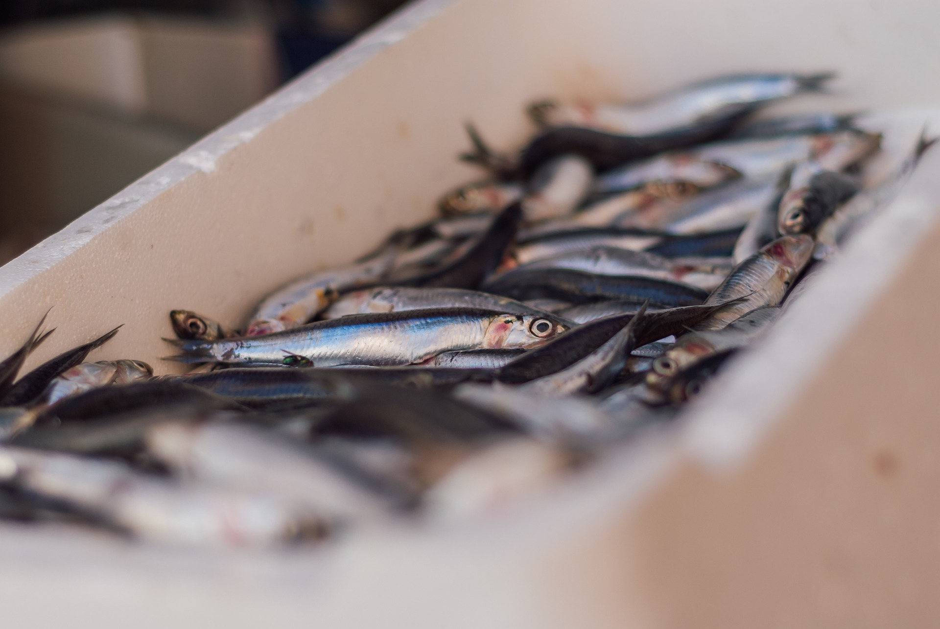 Rast vrijednosti izvoza proizvoda ribarstva za 31 % u 2021.