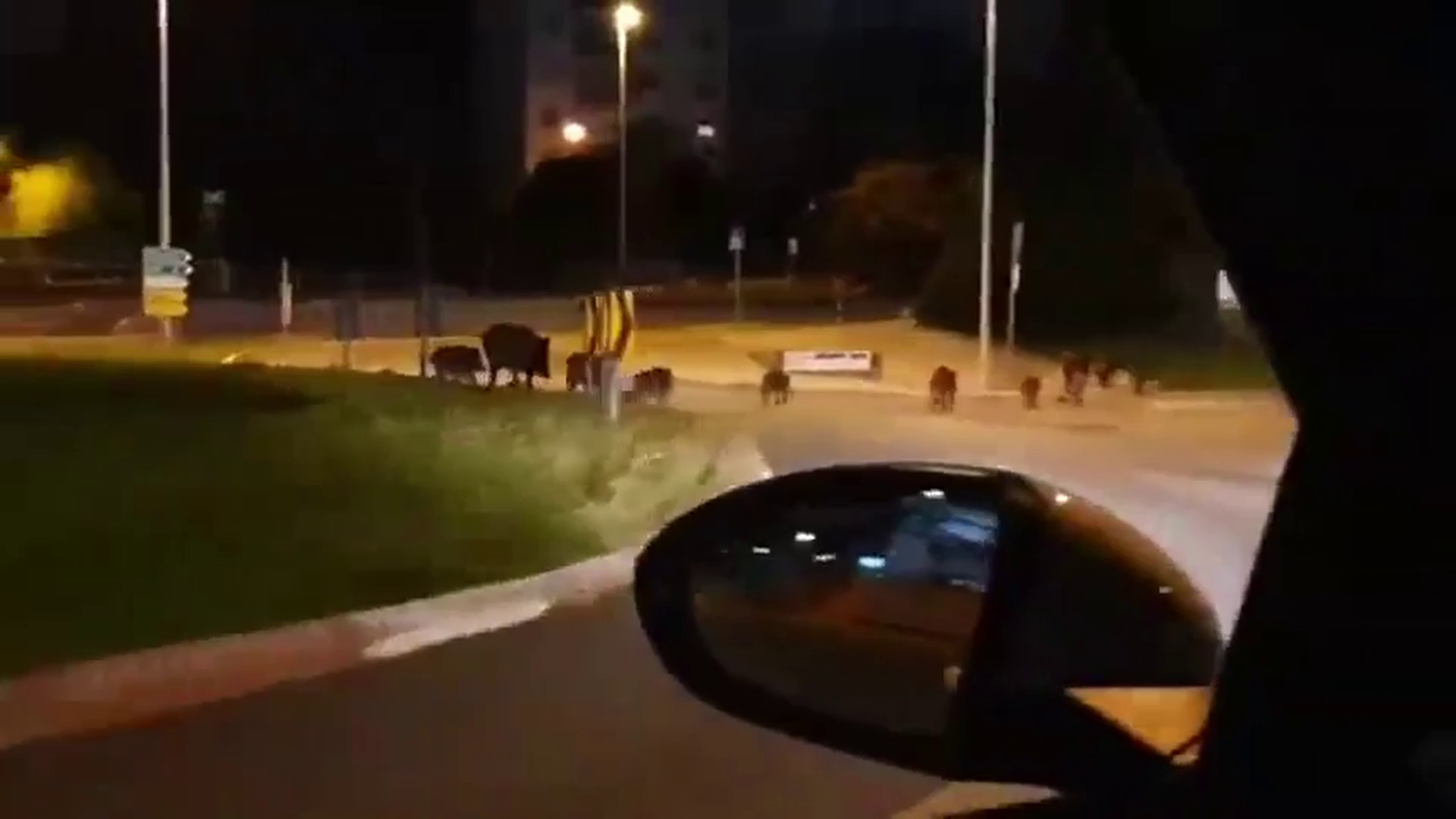 Divlje svinje u šetnji gradom