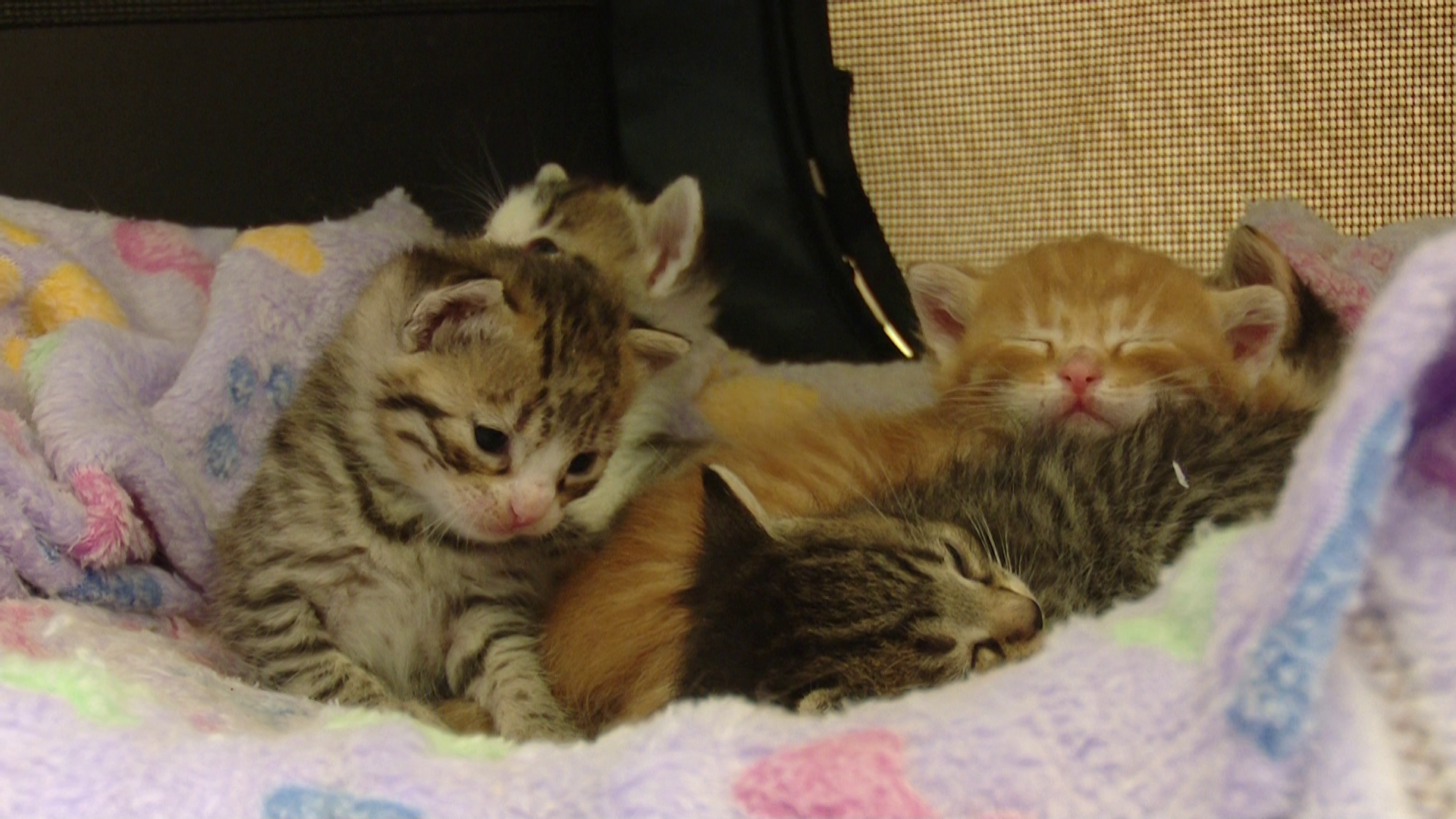Posjetili smo mačje utočište Kitten Safe House