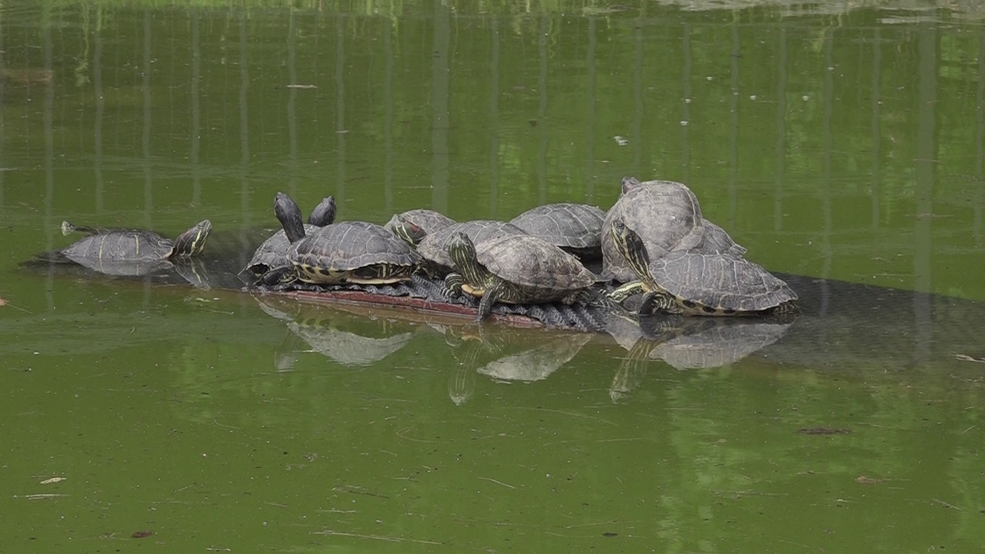 Zbog neodgovornih vlasnika u dva riječka parka stvorilo se veliko okupljalište kornjača!