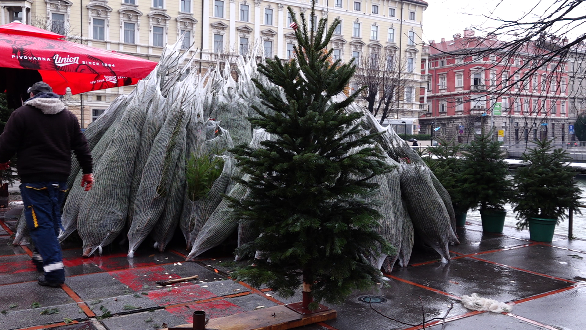 Stigla božićna drvca: Cijena jele je 200 kn po metru, a smreke 60 kn