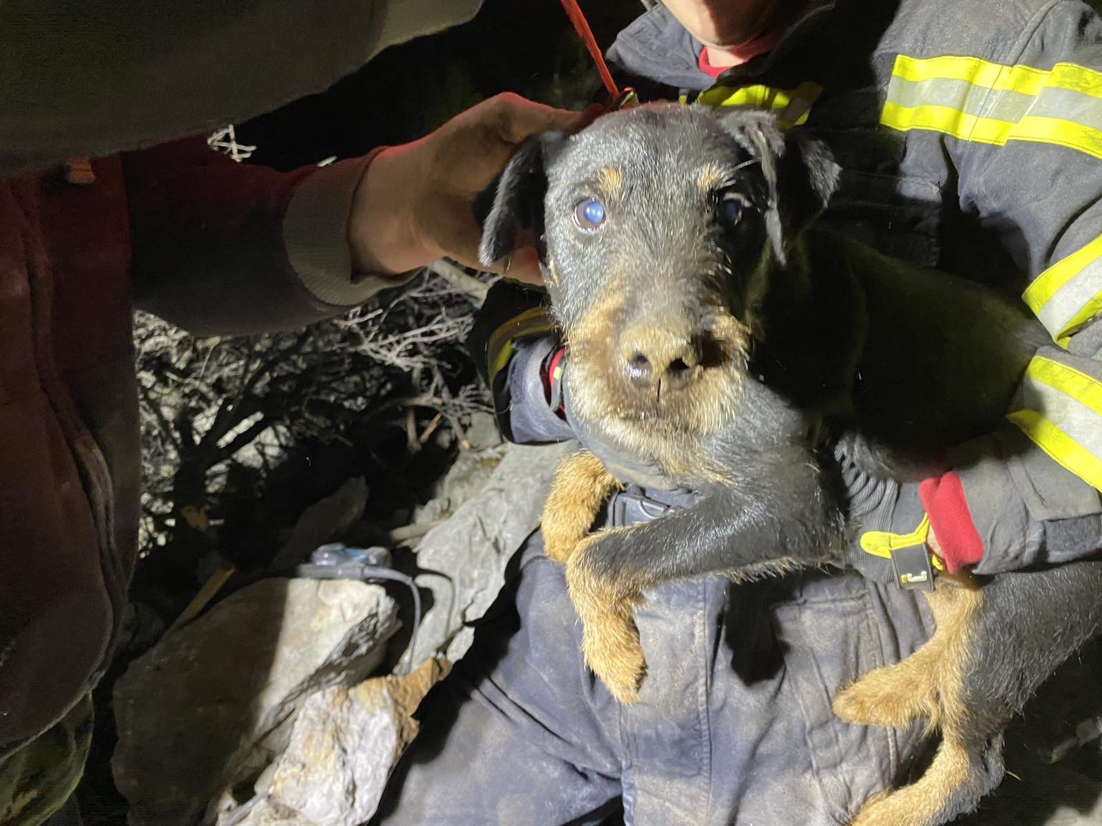 Novljanski vatrogasci spasili psa Rokija
