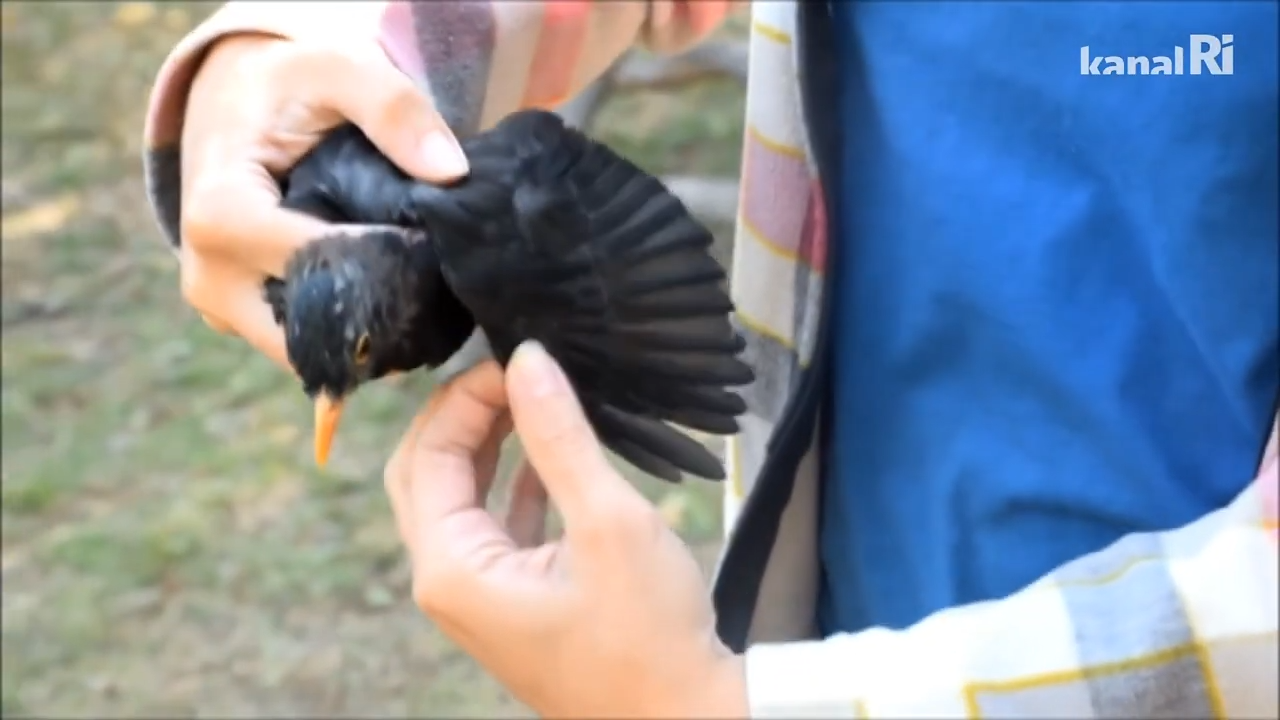 Prstenovanje ptica u Ornitološkom kampu Učka