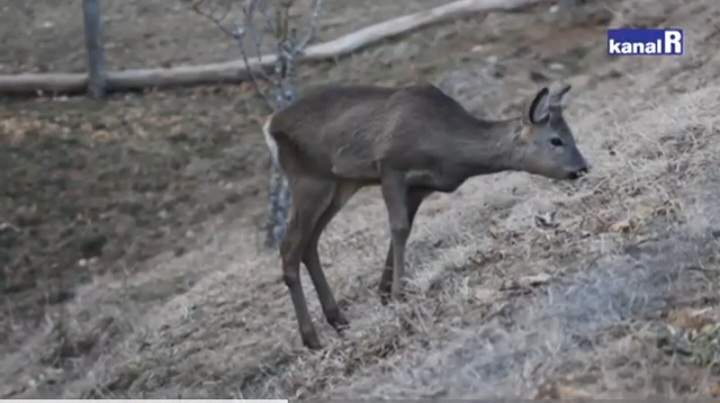 Oprez, divljač na cesti: Srne, divlje svinje, ovce, ali i medvjed