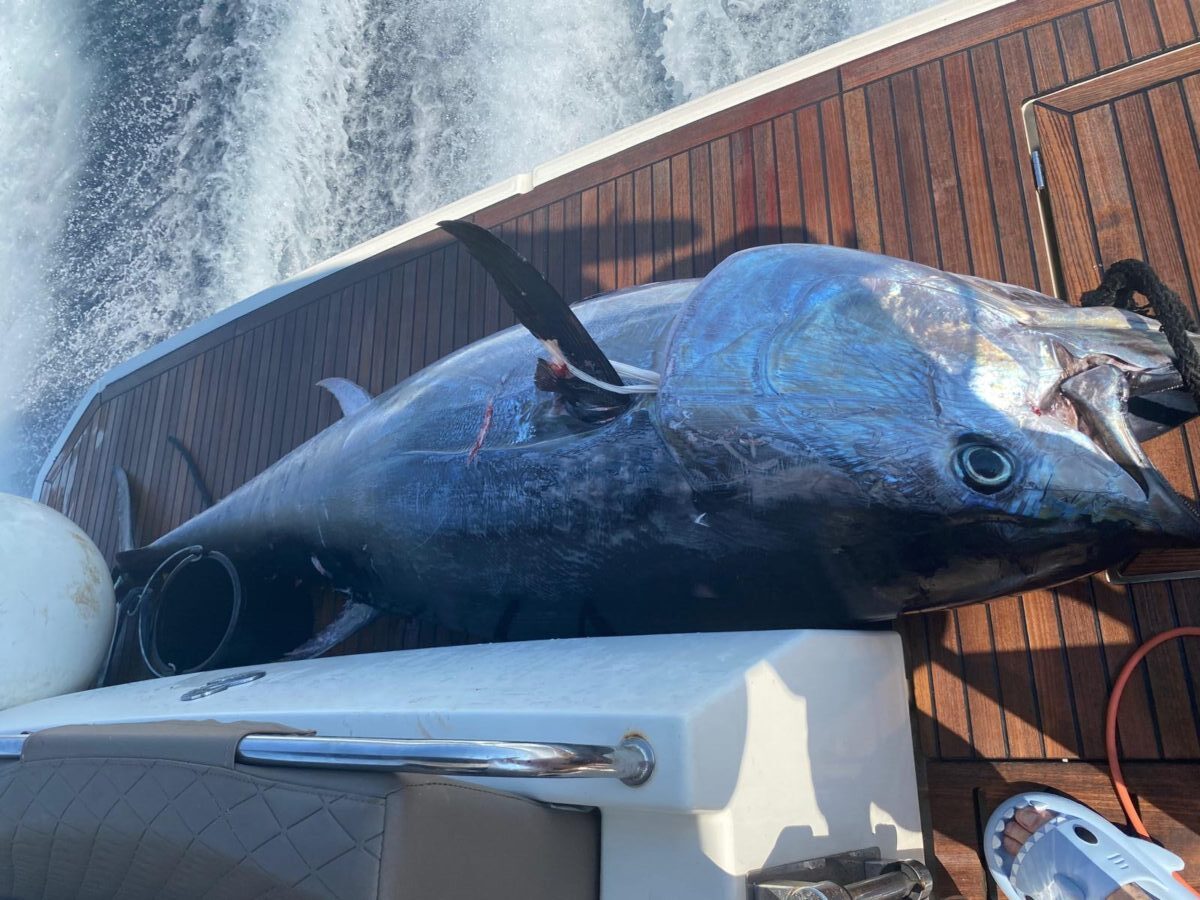 Vatreni početak 19. BIG OM-a: Plavoperajne tune ima znatno više nego ranijih godina