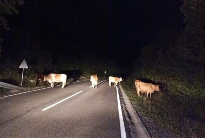 U tjedan dana zabilježeno 15 naleta životinja na vozila