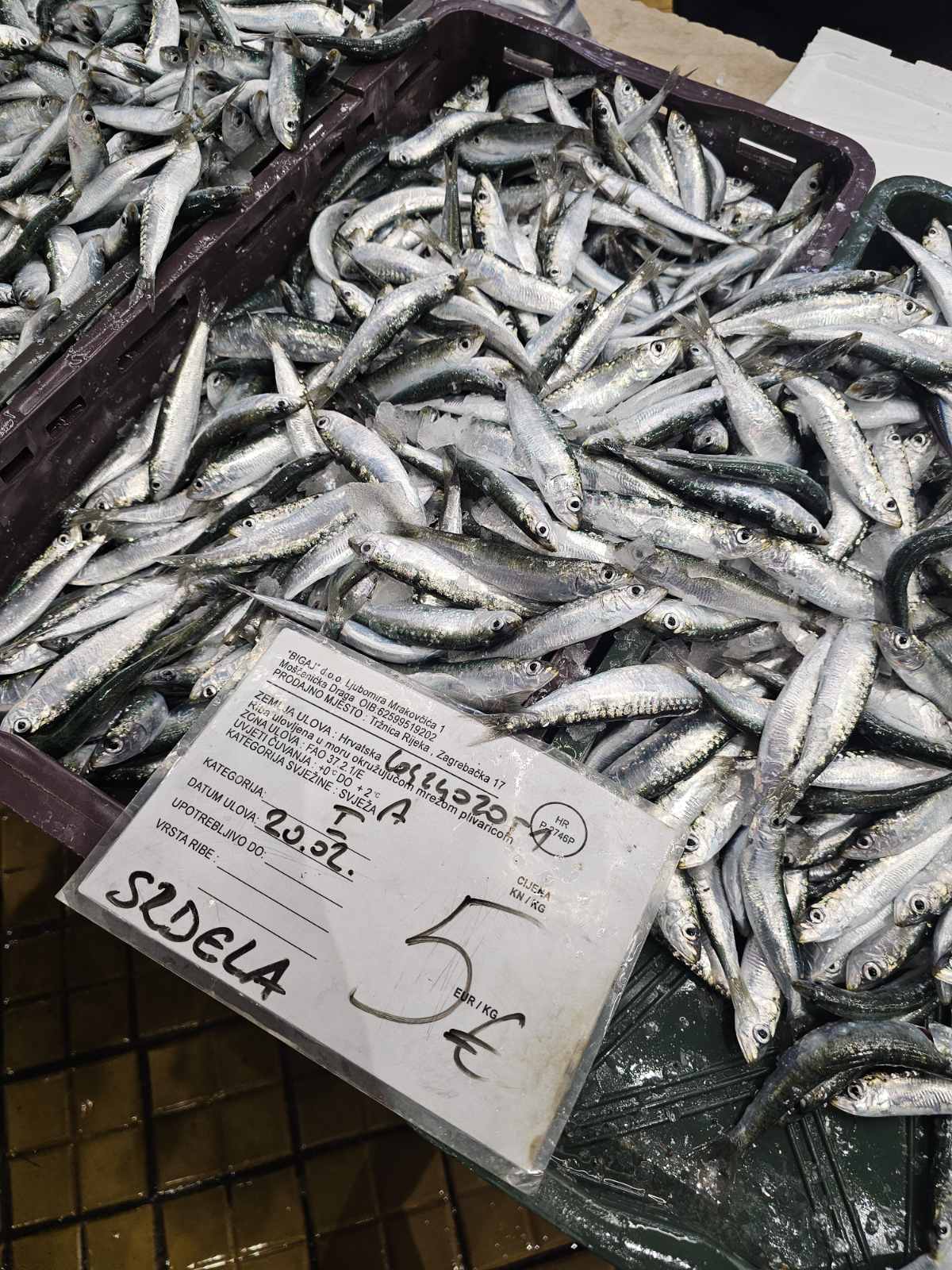 Plava riba konačno stigla na riječku ribarnicu – Kanal Ri