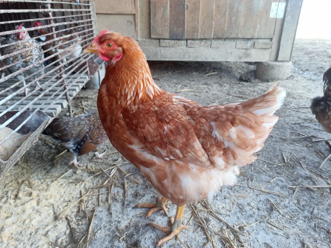 I kokoši na meti kradljivaca: Na području Bakra ukradeno 30 komada kokoši