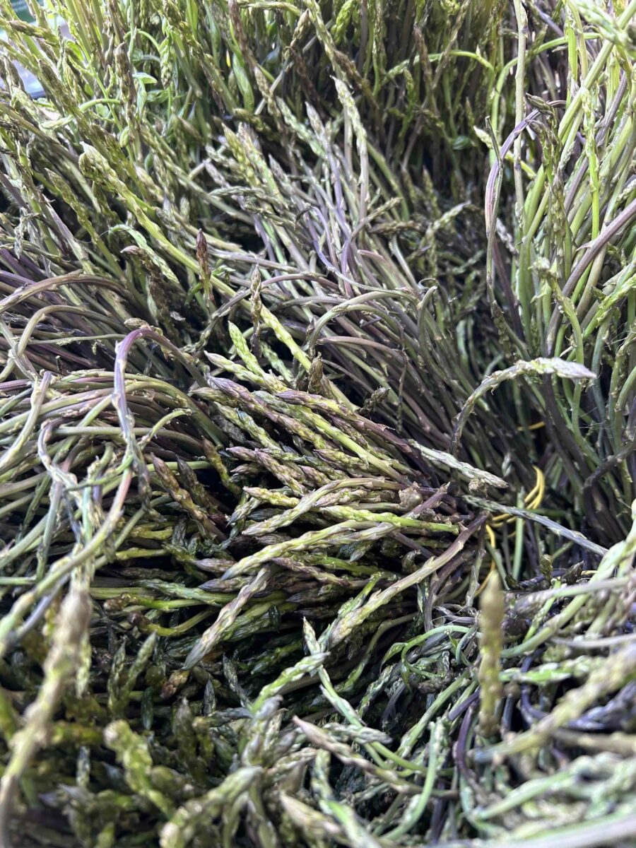 Šparuga i vino: Tradicionalna manifestacija u nedjelju u Iki