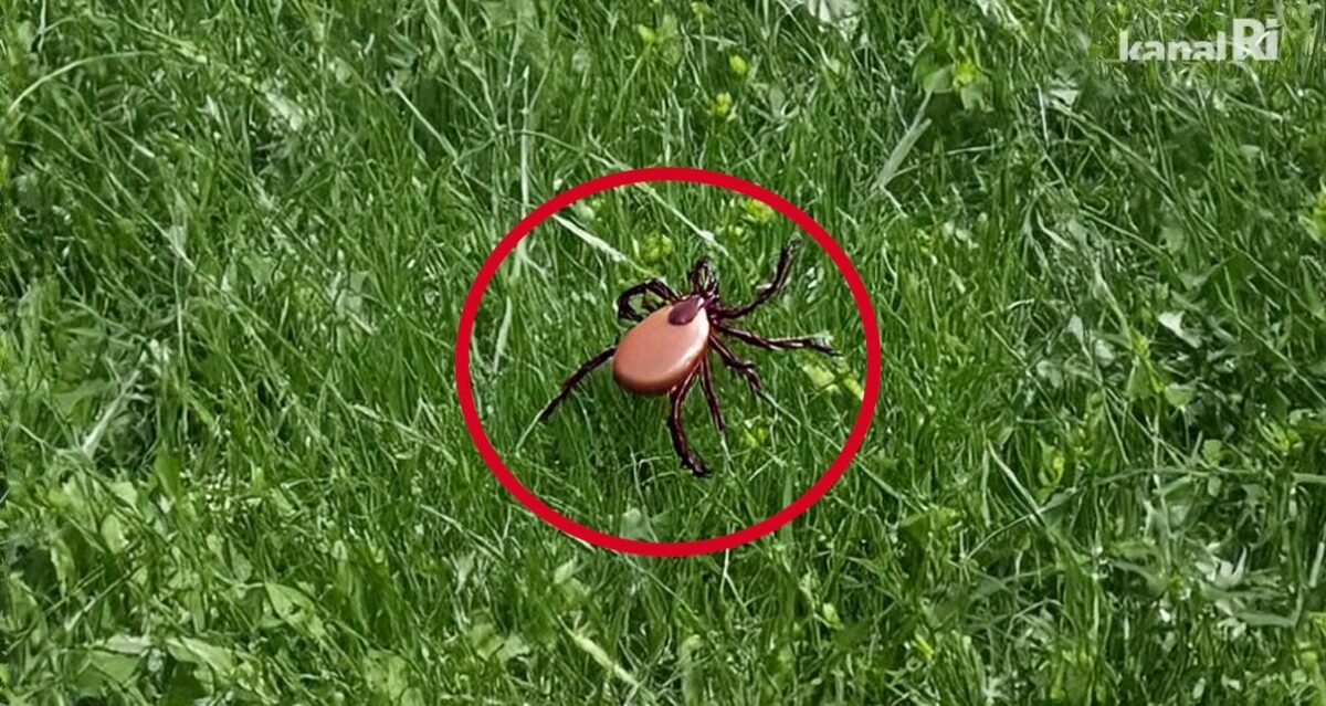 Vrhunac je sezone krpelja: Donosimo kako se zaštititi i pravilno ih ukloniti s kože