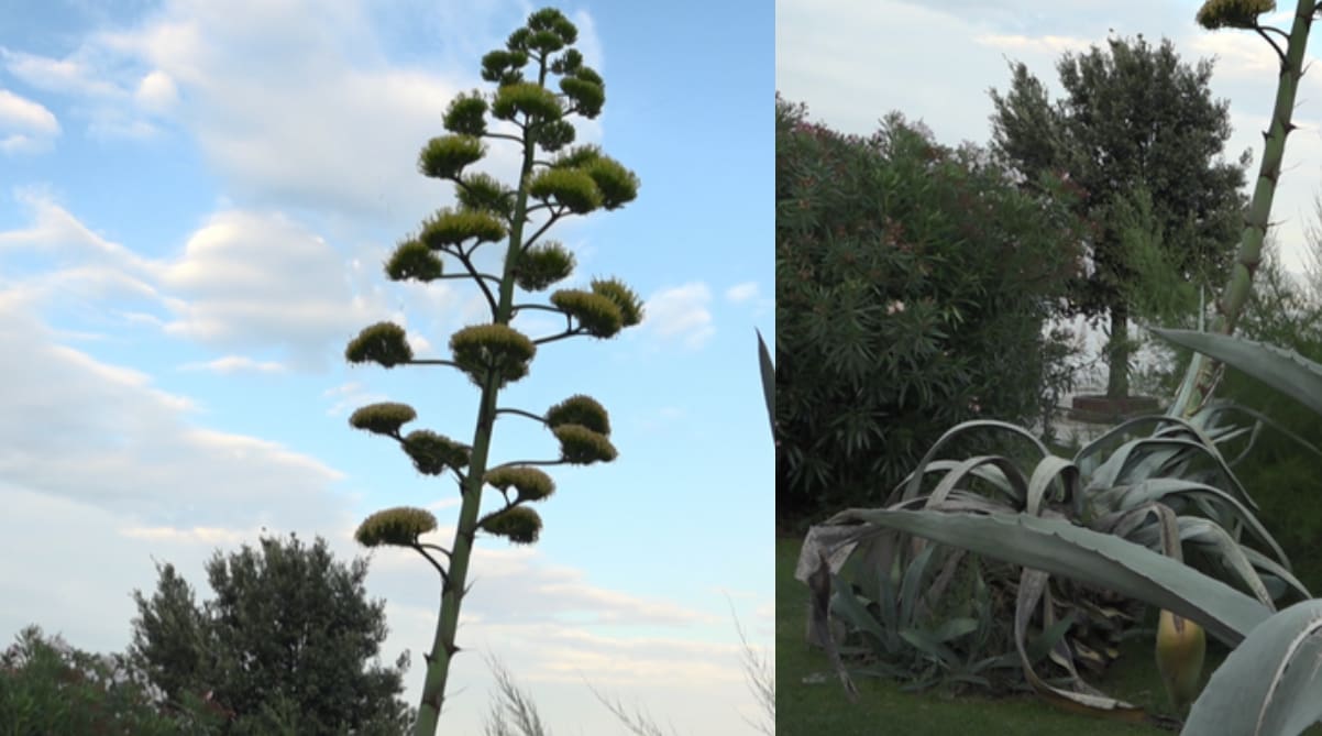 Agave ovog ljeta masovno cvjetaju, a mi otkrivamo zašto je njihov raskošni cvijet ujedno i njihov kraj.