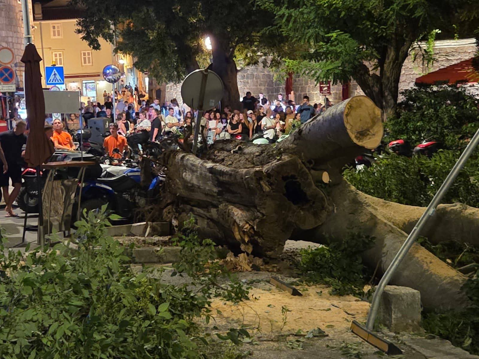 Srušilo se stablo u centru Krka, srećom bez ozlijeđenih