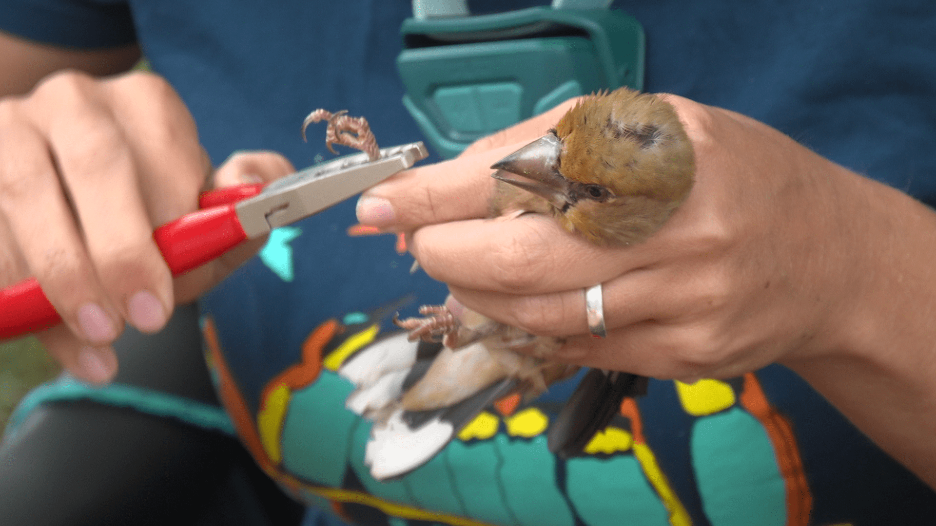 U Ornitološkom kampu na Učki ornitolozi i volonteri prstenuju ptice