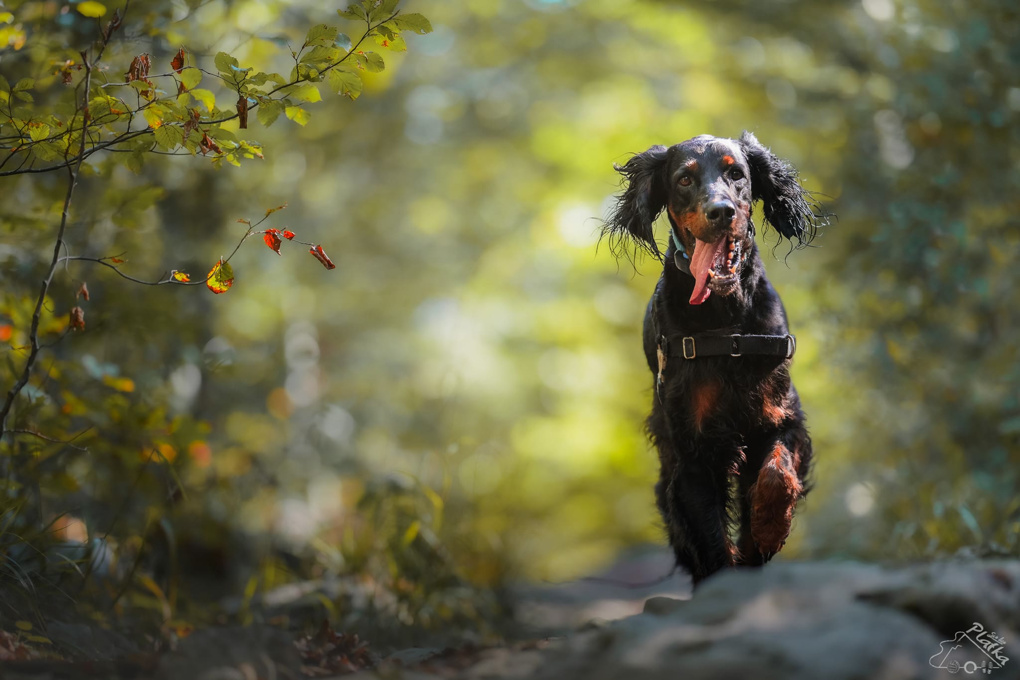 Humanitarna akcija „Vau fotka!“ i vođene planinarske ture na Platku