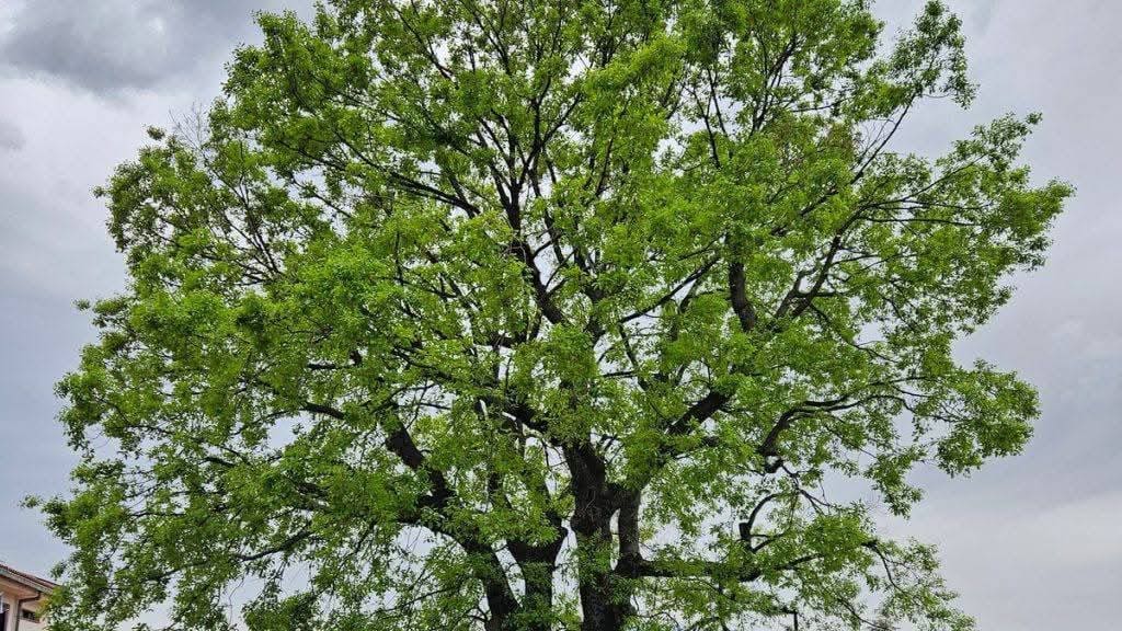 Kostrenski hrast je Hrvatsko stablo godine 2025.