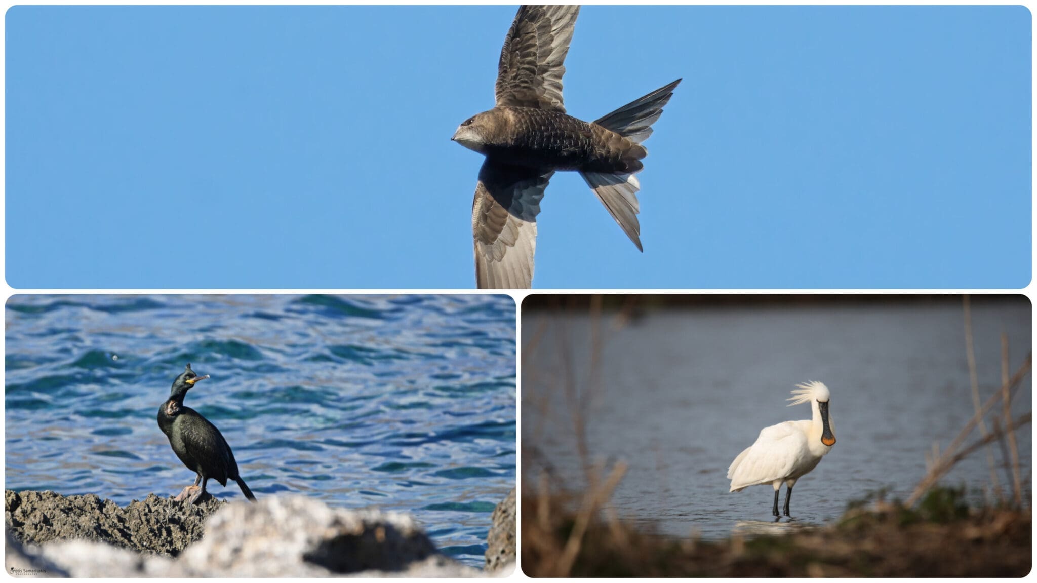 Glasajte za pticu godine