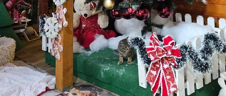 Cat Advent u Kitten Safe House