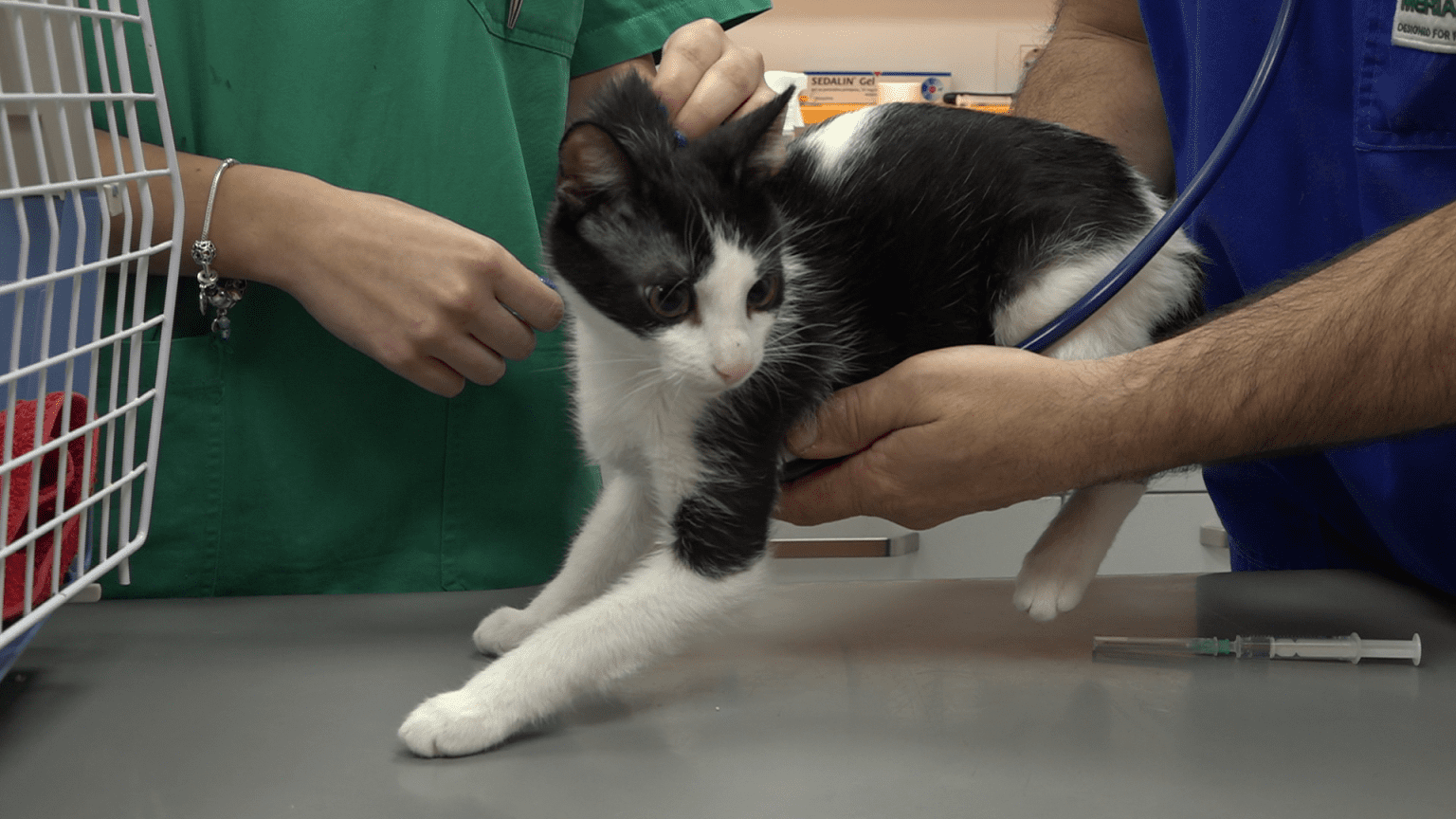 Krenula akcija sterilizacije mačaka: Tijekom siječnja i veljače po akcijskim cijenama