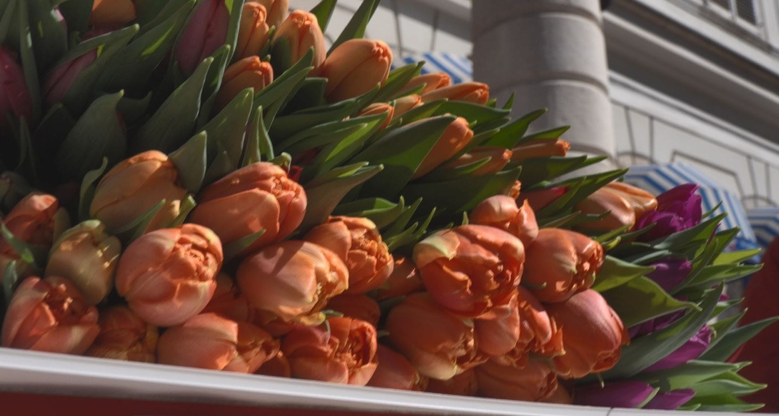 Humanitarna prodaja tulipana na Korzu u spomen na Anu Rukavinu