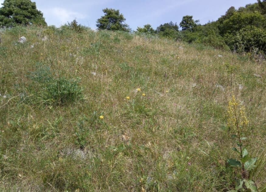Zelena pluća Općine Matulji: Važnost travnjaka za prirodu i čovjeka