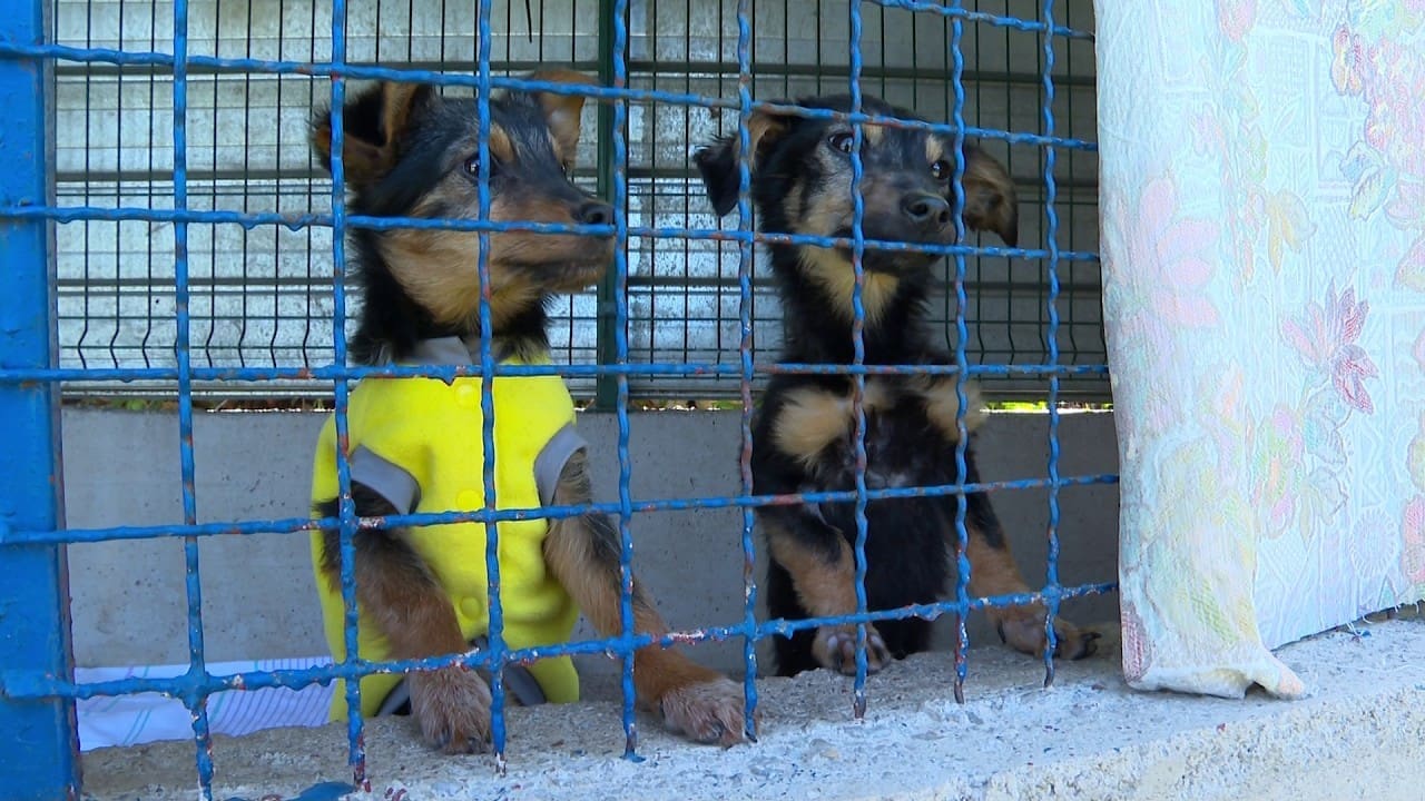 Psi preživjeli na Učki uspješno se oporavljaju: Svi su udomljeni, azilu hitno treba novo zemljište