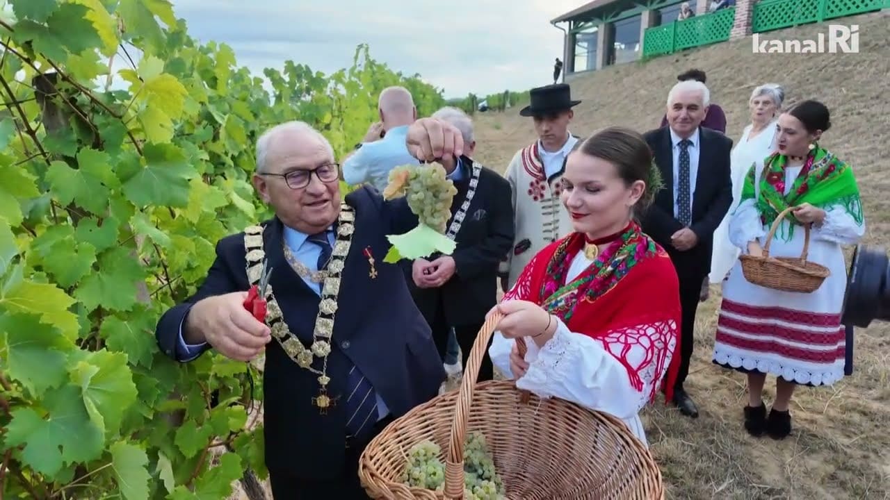 Nikad ranija berba grožđa: Vinski vitezovi na otvaranju sezone u Feričancima i Našicama