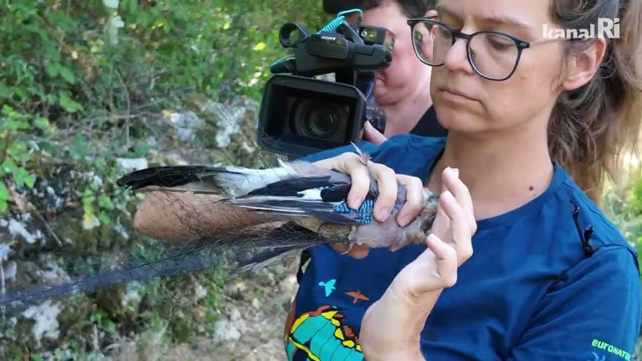 22. ornitološki kamp na Učki: Uz lokvu Rovoznu do sada prstenovano oko 30.000 ptica