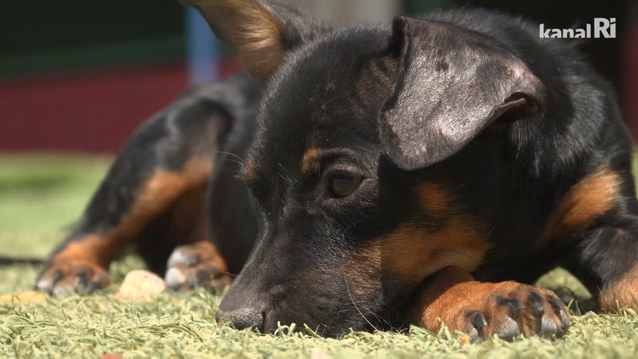 Kriza u azilu u Viškovu: Na 32 stupnja psi bez tekuće vode, u pomoć uskočili vatrogasci