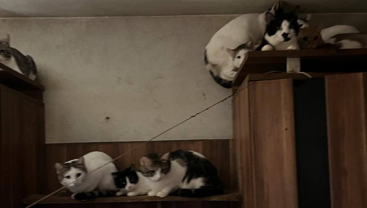 Iz stana izvučeno još 35 mačaka, Kitten Safe House poziva građane da im pomognu pronaći domove