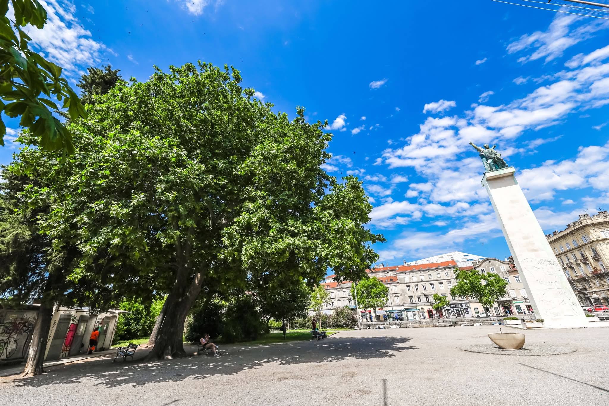 Riječka platana osvojila drugo mjesto na izboru Hrvatskog stabla godine